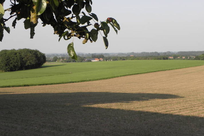 ViewSummer