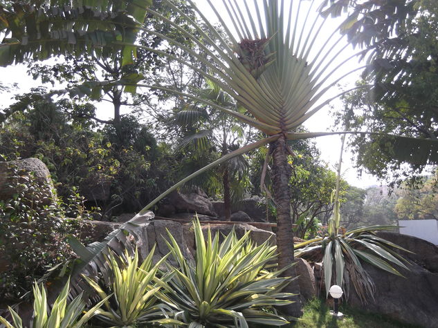 rock garden
