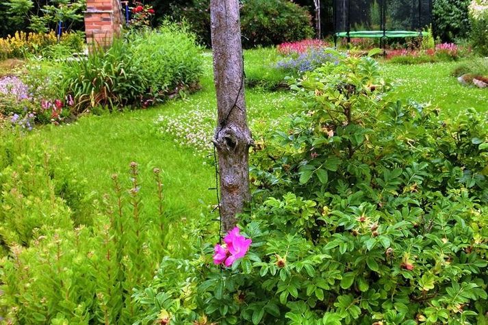 GardenSummer
