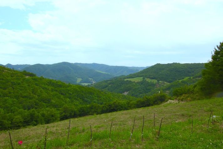 ViewSummer