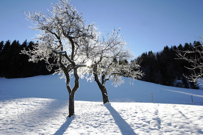 GardenWinter