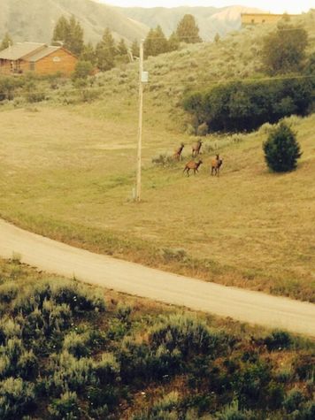 Elk in the front yard