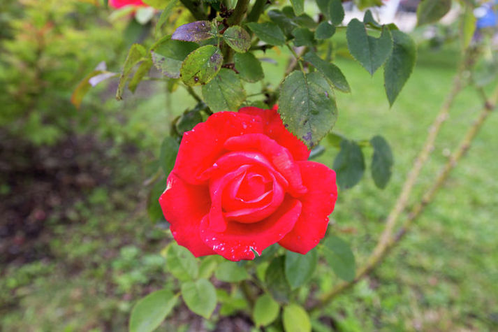 GardenSummer