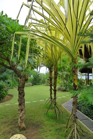 View of the gardens toward the villa