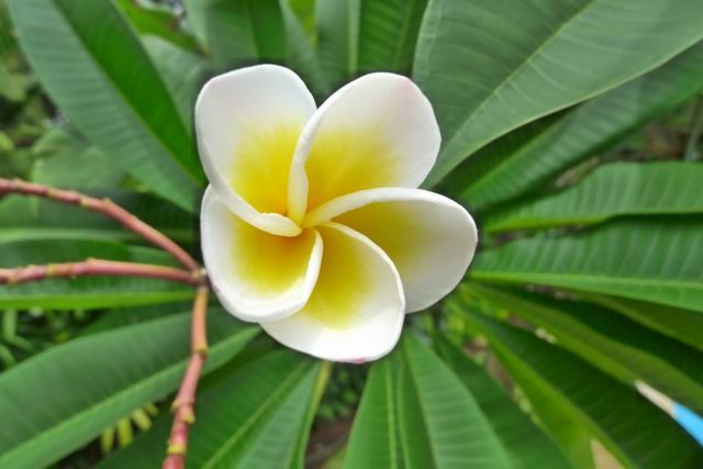 Flowers to be found at Bali Sea Villas