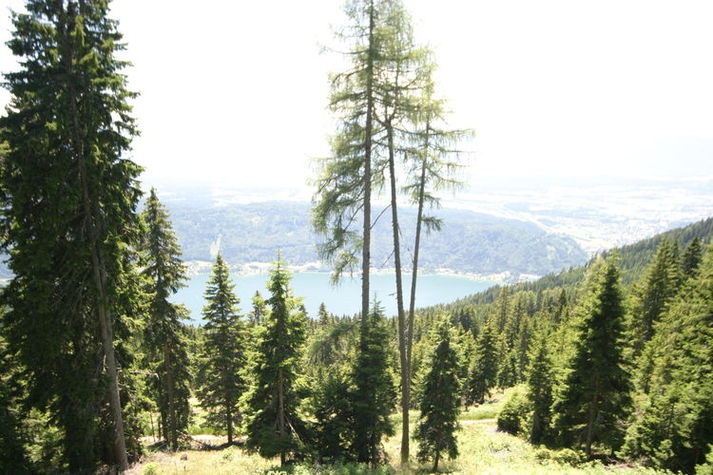 ViewSummer