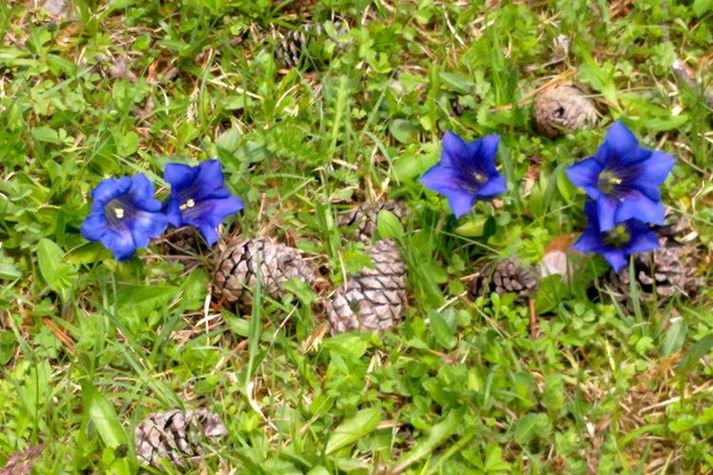 GardenSummer