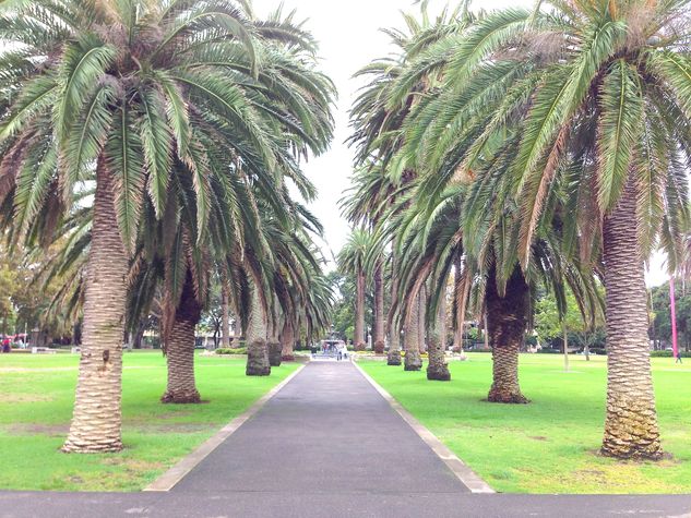 Palm avenue in Redfern Park
