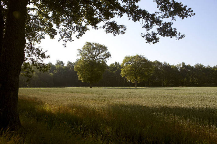AreaSummer1KM