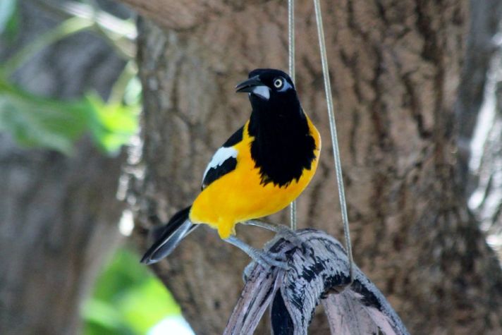 Beautiful wildlife in the garden.