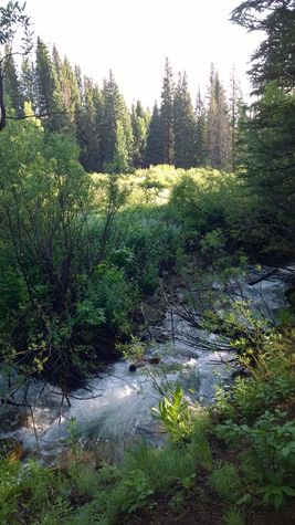 Creek along Four O'Clock Trail, which starts across the street from the condo.