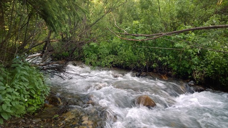 Winding creek along Sawmill Trail.