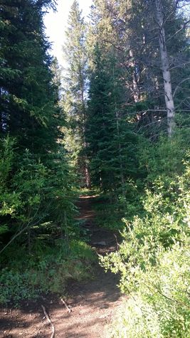Sawmill trail, which starts a few minutes from the condo's front door.