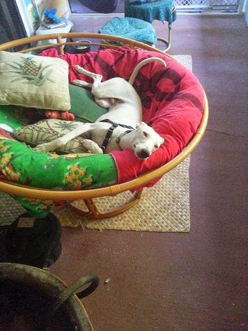 Our new addition to the household. Meet Whippy the Whippet...