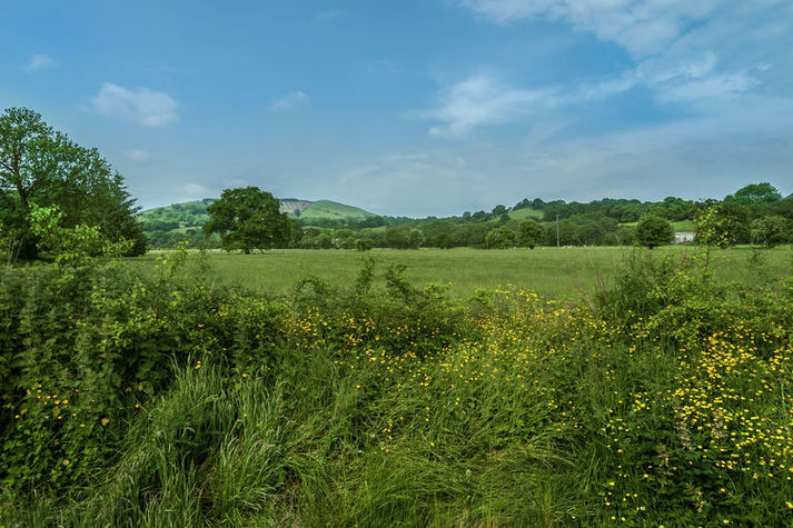ViewSummer