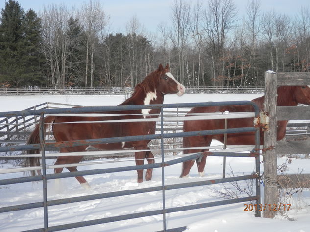 Equestrian Estate
