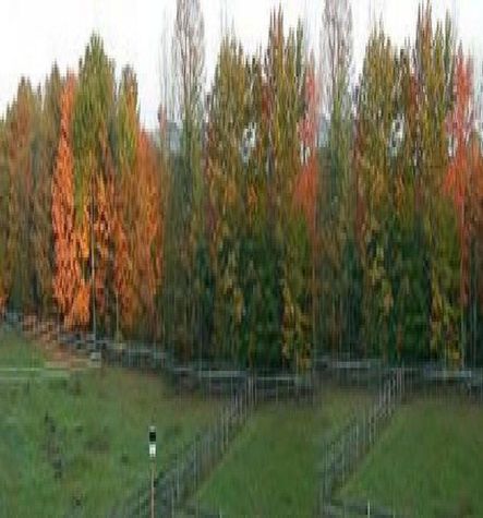 Fall Foliage