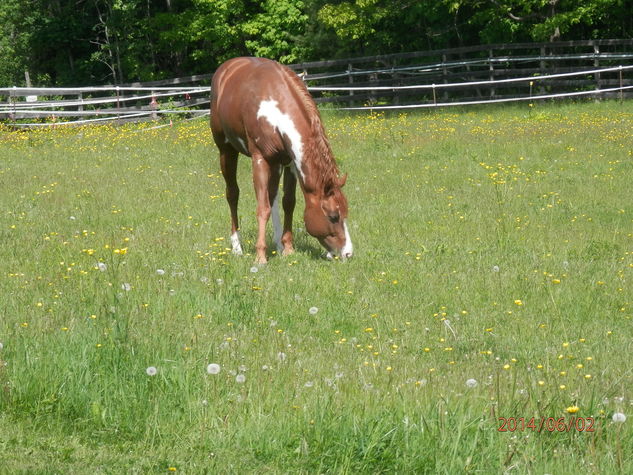 Equestrian Estate
