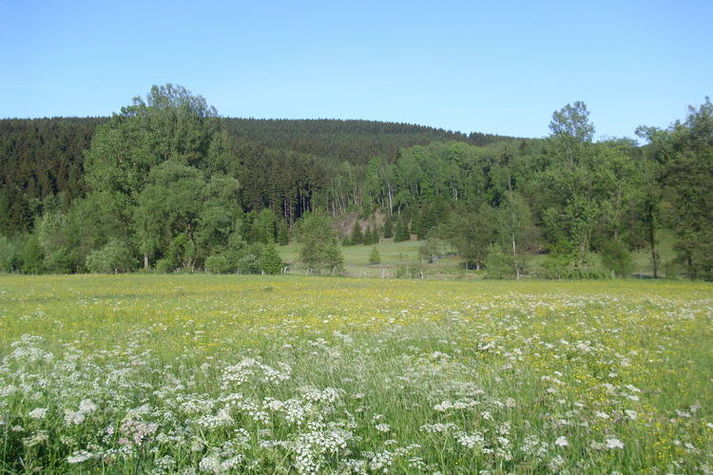 ViewSummer