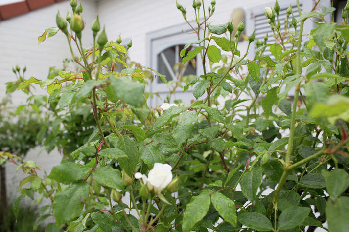GardenSummer