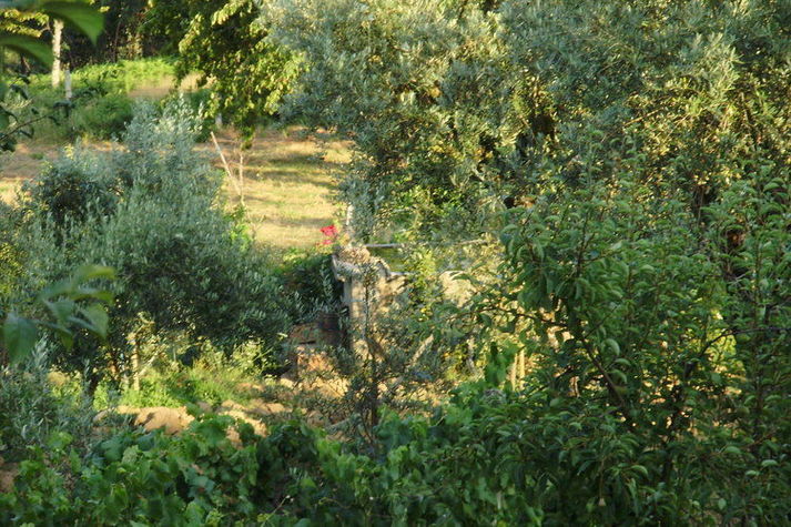 GardenSummer