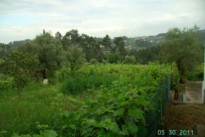 GardenSummer