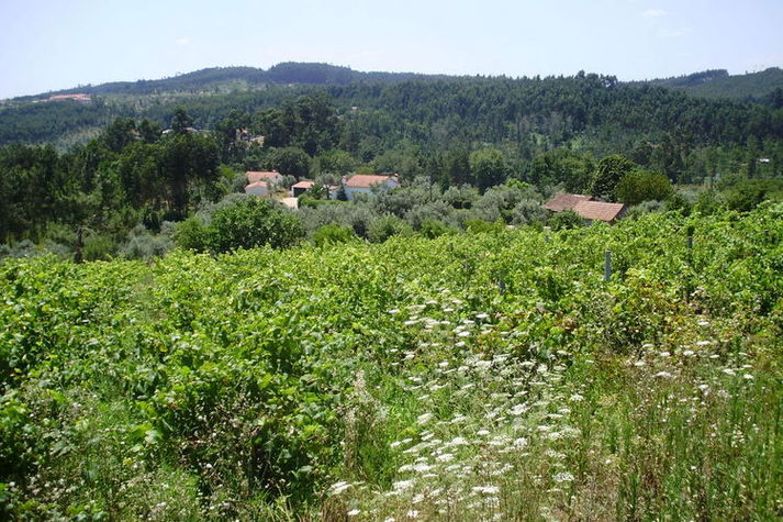 ViewSummer