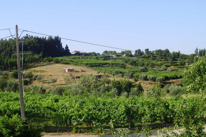 ViewSummer