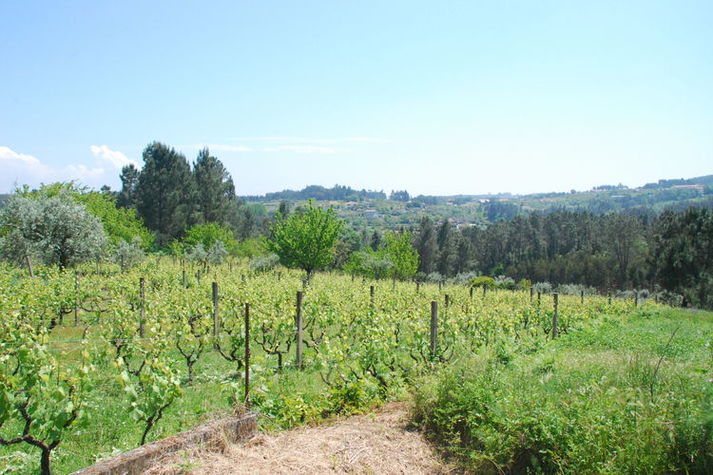 ViewSummer