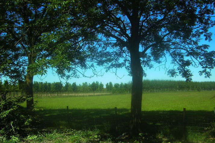 ViewSummer