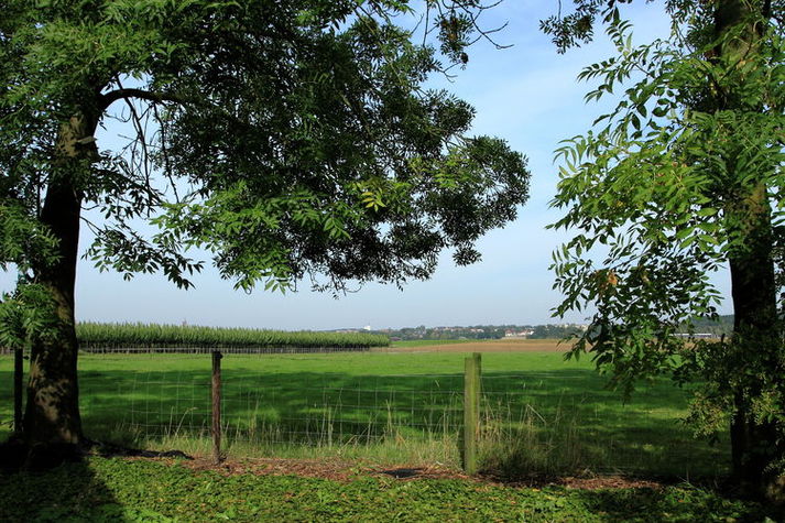 ViewSummer