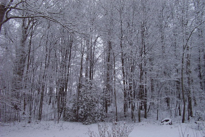 Scenery from patio door.