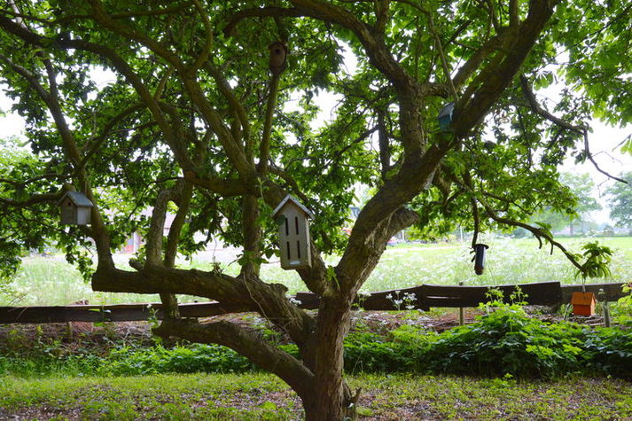 GardenSummer