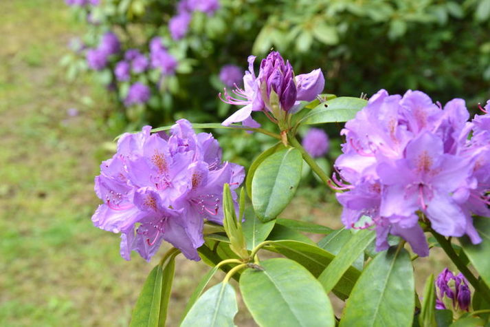 GardenSummer
