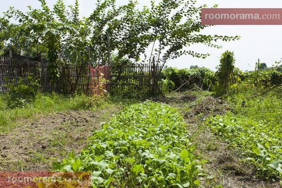 Our organic garden
