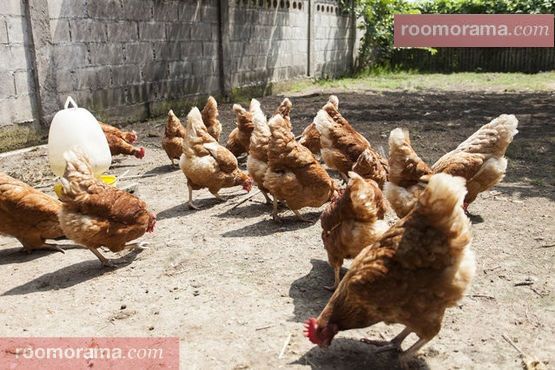 Free roaming chickens