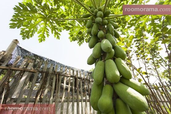 Papay trees all oner the garden