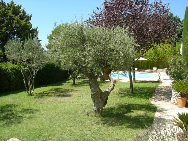 Jardin devant le studio