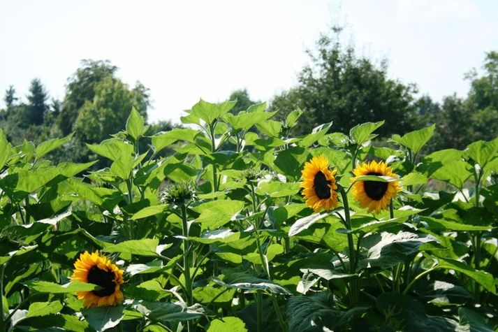 GardenSummer