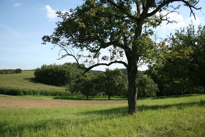 AreaSummer20KM