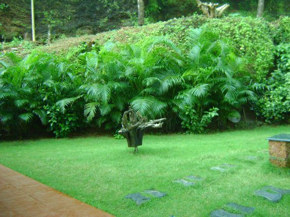 The greenery surrounding the house