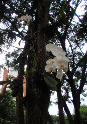 Orquídeas na pracinha. (Orchids in the park)