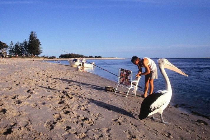 Patient pelican on Bulcock Beach