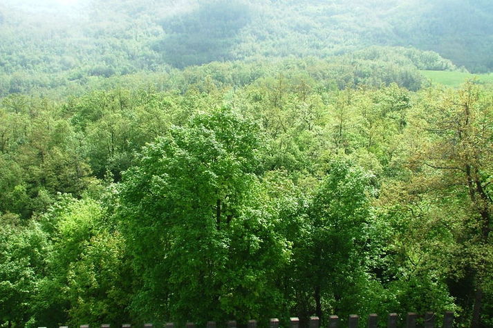 ViewSummer