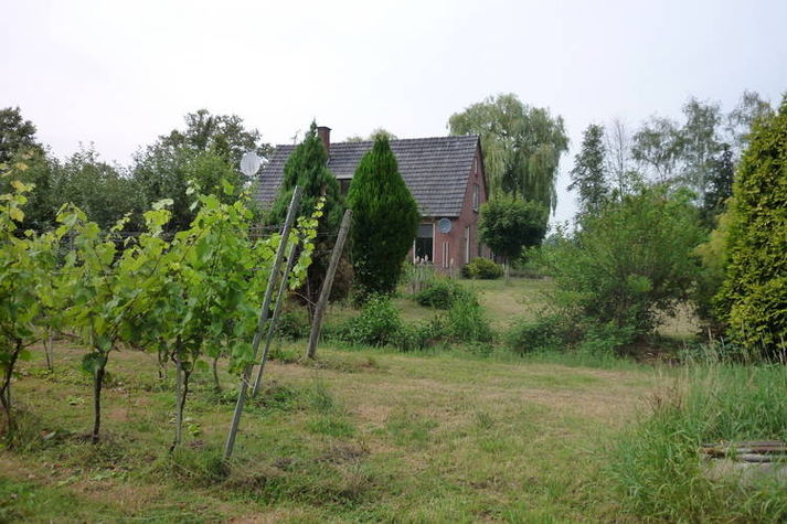 GardenSummer