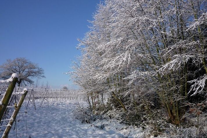 GardenWinter