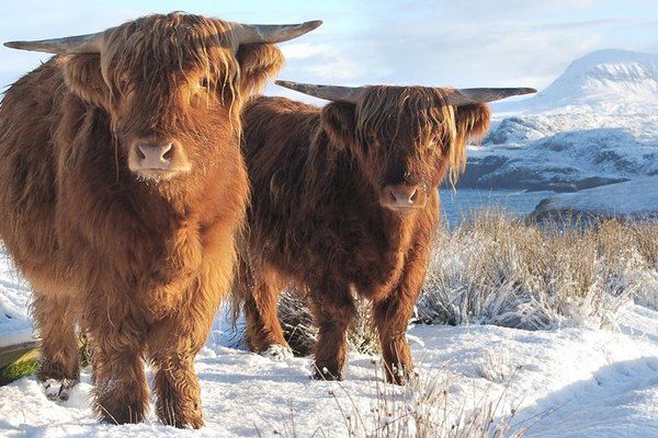 The Shepherds Cottage - Ruddyglow Park - Highland Cattle