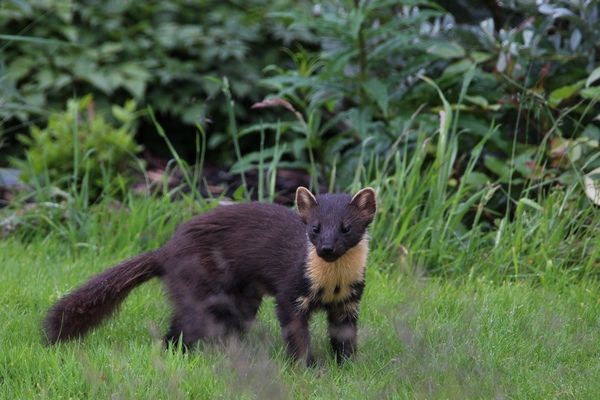 The Shepherds Cottage - Ruddyglow Park - Devon our resident Pine Martin