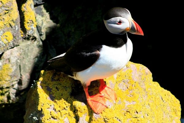 The Shepherds Cottage - Ruddyglow Park - Handa Island Puffin.