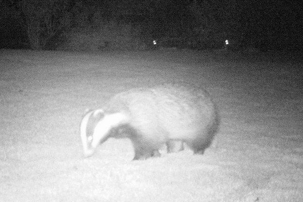 The Shepherds Cottage - Ruddyglow Park - Bertie one of our resident Badgers